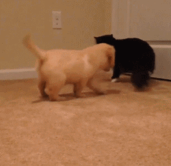 果然任何种族对肉球都没有抵抗力~