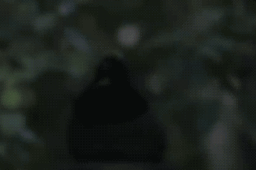 这个是什么怎么抓不到..