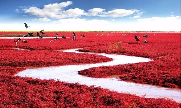 中国一大奇观—辽宁盘锦红海滩