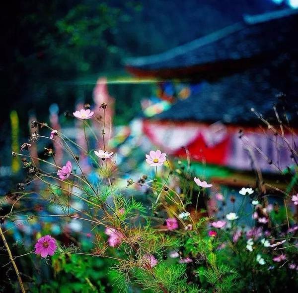 等你，在最美的风景里