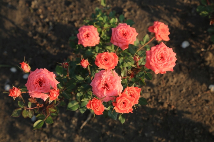 十姊妹的药用价值