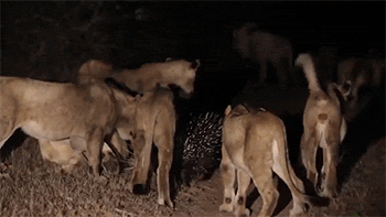 幸福来的太突然 二师兄还有点不适应