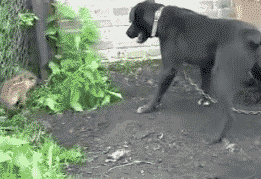 二师兄，我把你当兄弟，你居然想....