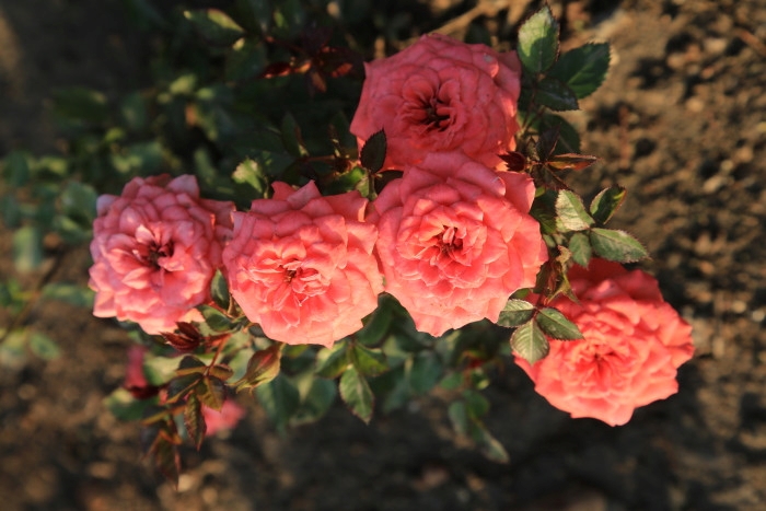 十姊妹的药用价值