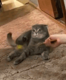 果然任何种族对肉球都没有抵抗力~