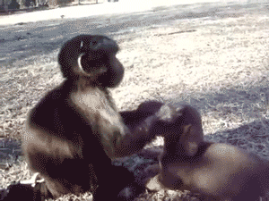 幸福来的太突然 二师兄还有点不适应