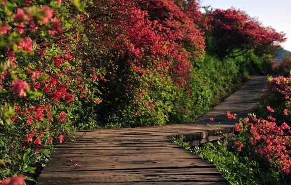 世界级万亩花海竟在南京附近，美成仙境！高铁2小时就到！