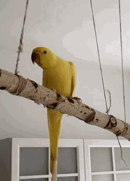 搞笑GIF：遇到这样的媳妇，我真的被感动哭了