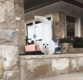 搞笑GIF：马兄，你这个刹车，很溜啊