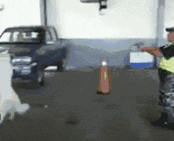 搞笑GIF：我比较羡慕扛摄影师的小伙子