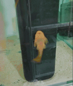 搞笑GIF：手机表示看不下去了