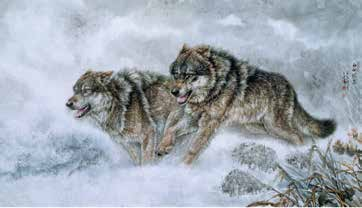 不惑人生 与狼共舞