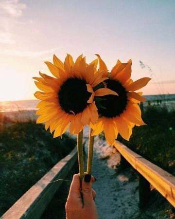 真正属于你的爱情不会叫你痛苦 爱你的人不会叫你患得患失 凡觉得辛苦的事 都是强求.