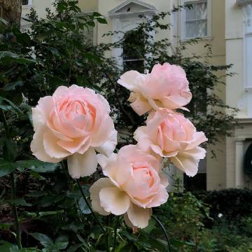 beautiful life | fjura_ ​​​