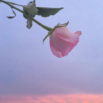 一生所求，爱与自由，你与温柔。