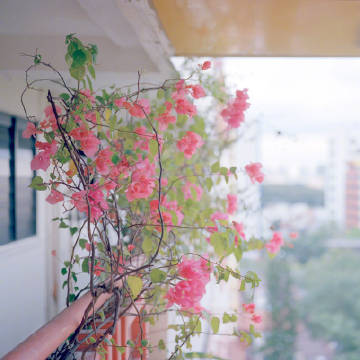 “五六月的夏是张扬绿意下欲盖弥彰的明朗温柔。”