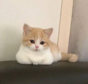 无法抵抗的可爱瞬间?