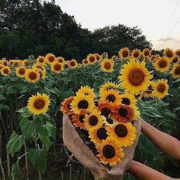 真正属于你的爱情不会叫你痛苦 爱你的人不会叫你患得患失 凡觉得辛苦的事 都是强求.