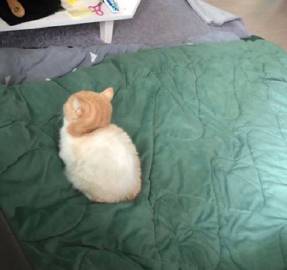 无法抵抗的可爱瞬间?