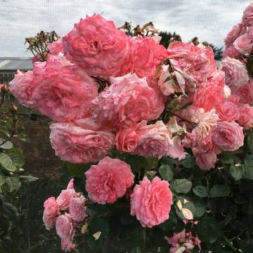 beautiful life | fjura_ ​​​