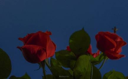 我留一束花在海边  托海水帮我寄给你