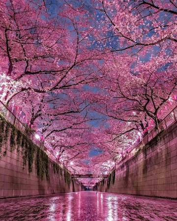 夜间樱花?ins:number_shiiix