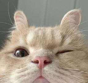 无法抵抗的可爱瞬间?