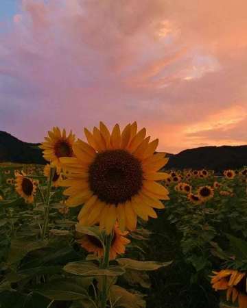 真正属于你的爱情不会叫你痛苦 爱你的人不会叫你患得患失 凡觉得辛苦的事 都是强求.