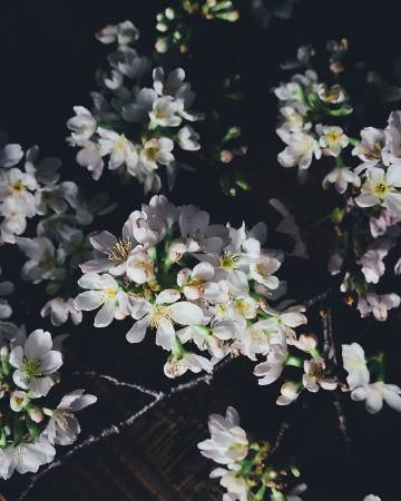 生活的仪式感 | Takashi Yasui