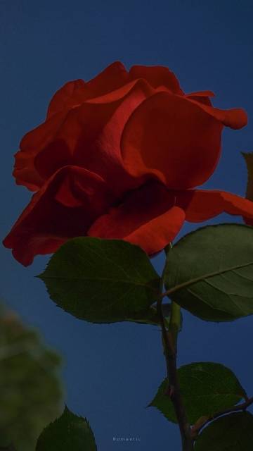 我留一束花在海边  托海水帮我寄给你