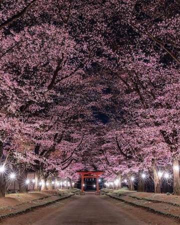 夜间樱花?ins:number_shiiix