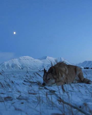 "白天有光 夜晚有星 天空有飞鸟 难得有你"