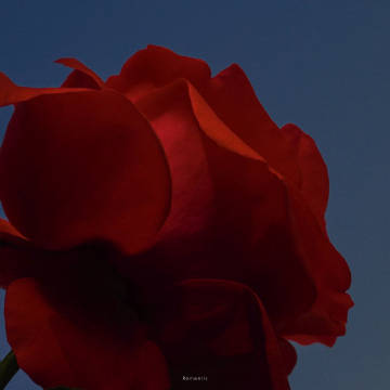 我留一束花在海边  托海水帮我寄给你