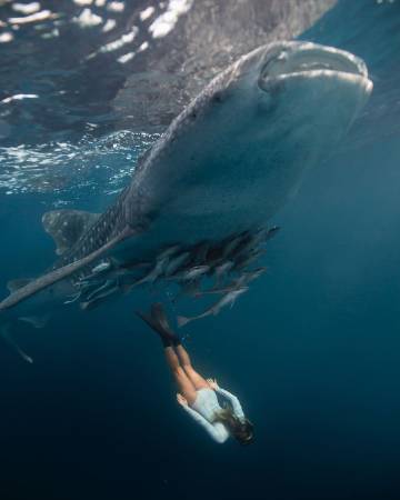 深蓝大海 | Josiah William Gordon