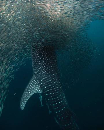 深蓝大海 | Josiah William Gordon