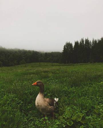 理想中的田园生活
