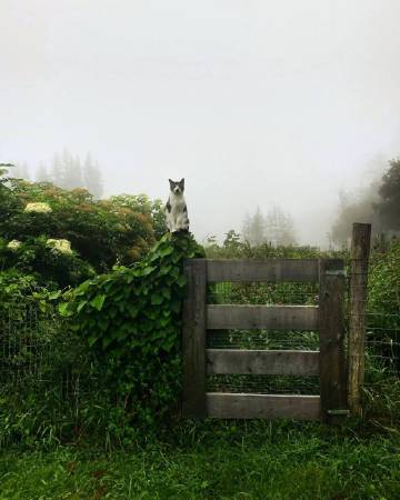 理想中的田园生活