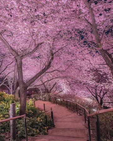 夜间樱花?ins:number_shiiix