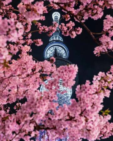 夜间樱花?ins:number_shiiix