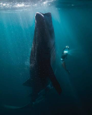 深蓝大海 | Josiah William Gordon