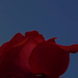 我留一束花在海边  托海水帮我寄给你