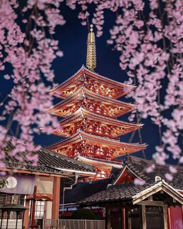 夜间樱花?ins:number_shiiix