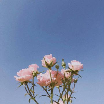 一生所求，爱与自由，你与温柔。