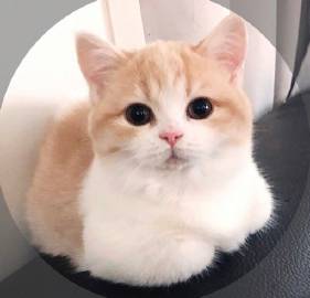 无法抵抗的可爱瞬间?