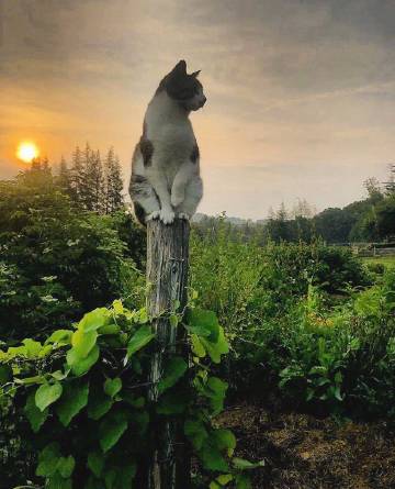 理想中的田园生活