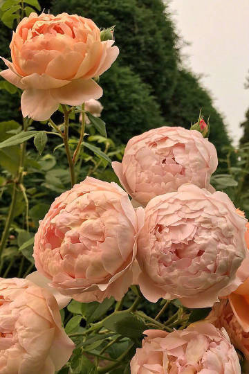 Good Morning,Have a Nice Day.???????