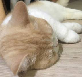 无法抵抗的可爱瞬间?