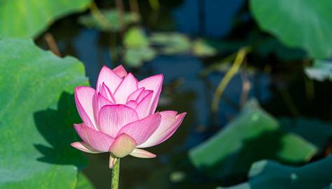 修得胸中雅量，蓄得一生幸福。