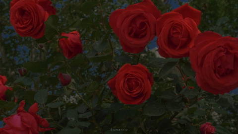 我留一束花在海边  托海水帮我寄给你