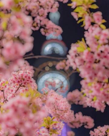 夜间樱花?ins:number_shiiix